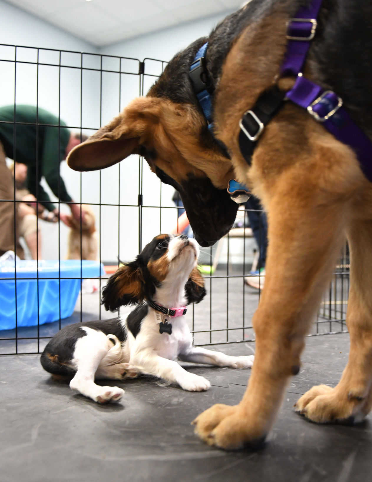 colorado springs dog training colorado springs dog training